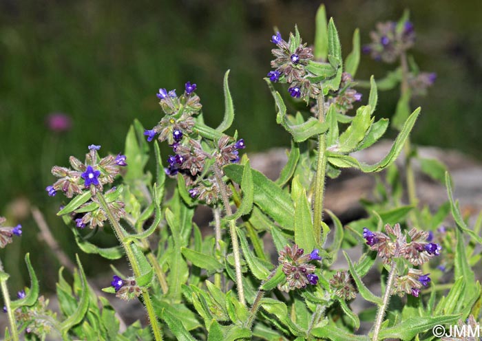 Anchusa officinalis