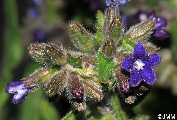 Anchusa officinalis