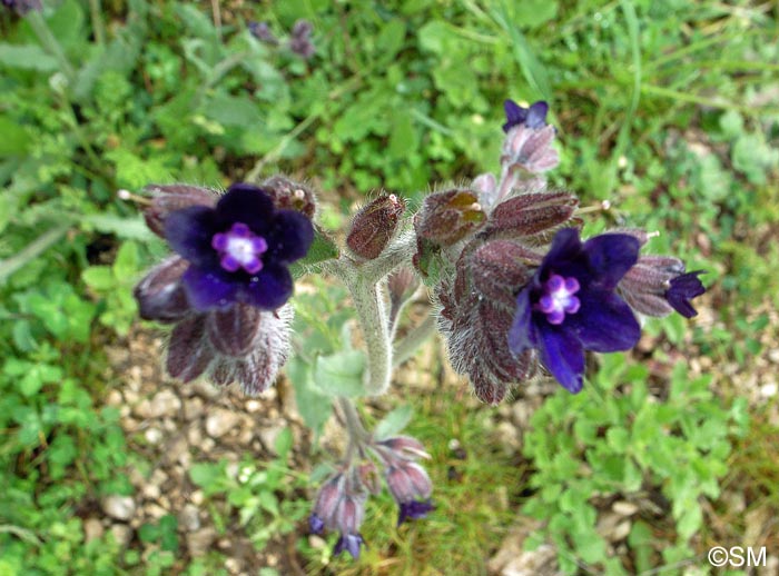 Anchusa undulata