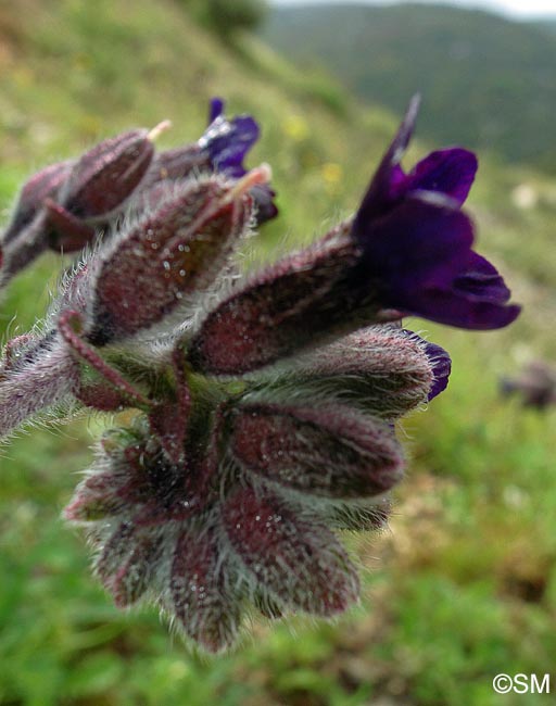 Anchusa undulata