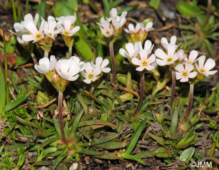 Androsace adfinis subsp. brigantica