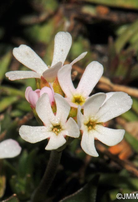 Androsace adfinis subsp. brigantica