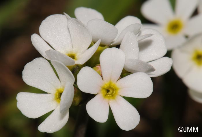 Androsace adfinis subsp. brigantica