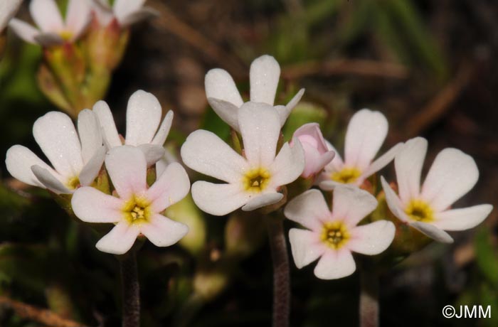 Androsace adfinis subsp. brigantica