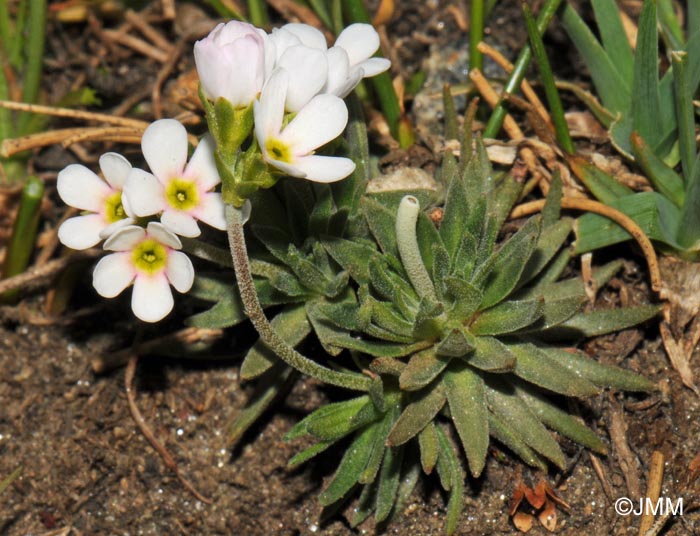 Androsace adfinis subsp. puberula