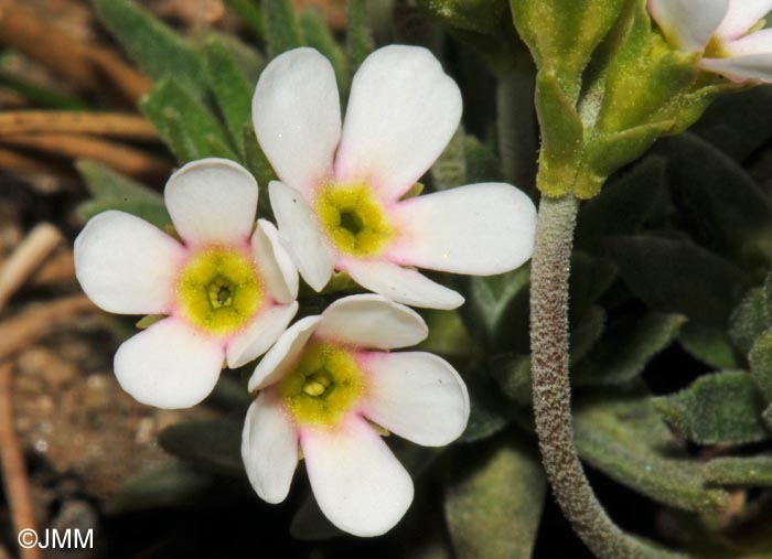 Androsace adfinis subsp. puberula