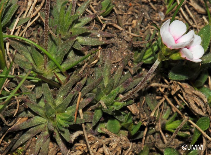 Androsace adfinis subsp. puberula