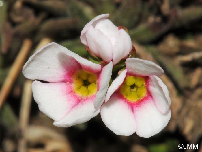 Androsace adfinis subsp. puberula