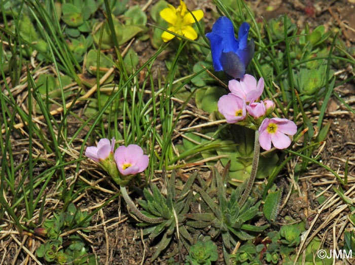 Androsace adfinis subsp. puberula