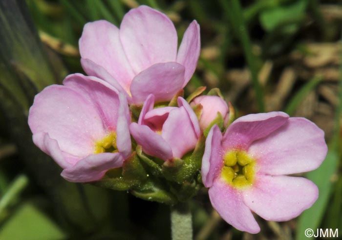 Androsace adfinis subsp. puberula