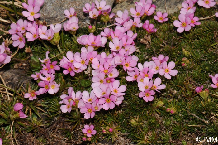 Androsace carnea