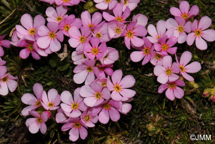 Androsace carnea