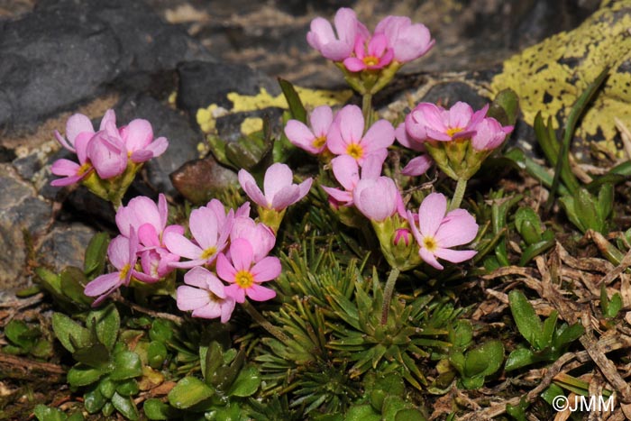 Androsace carnea