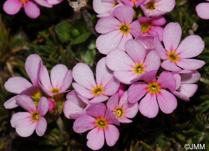 Androsace carnea