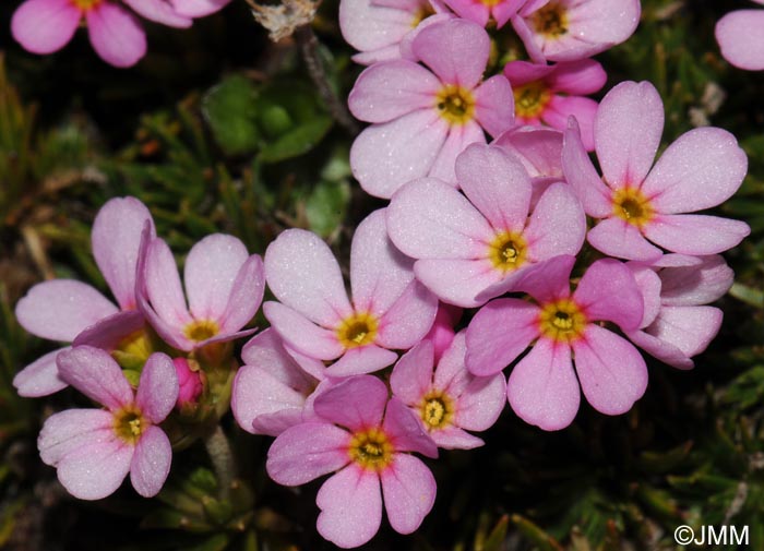 Androsace carnea