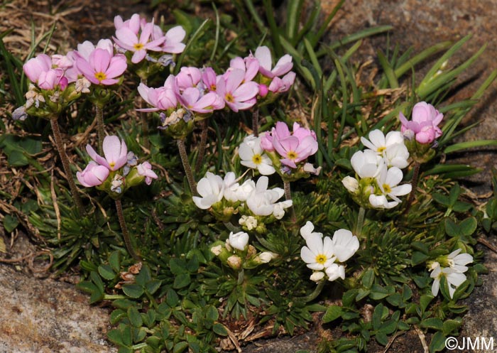 Androsace carnea