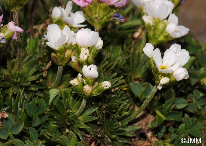 Androsace carnea