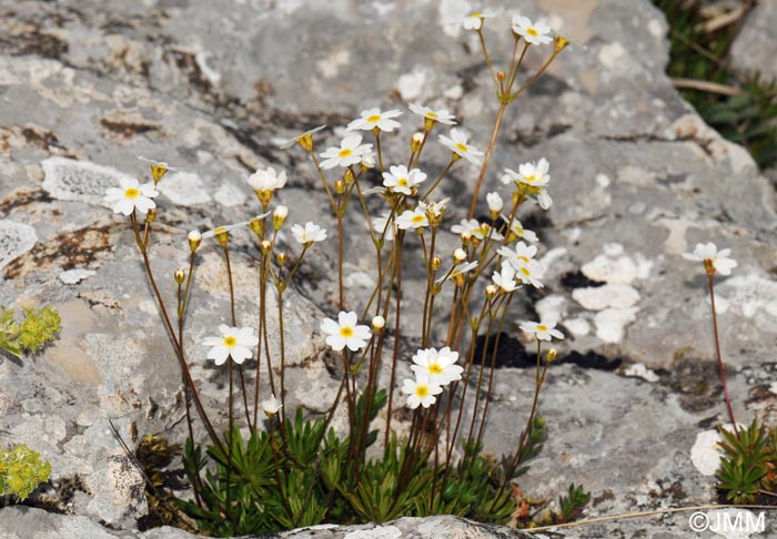 Androsace lactea