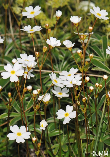 Androsace lactea