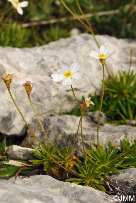 Androsace lactea