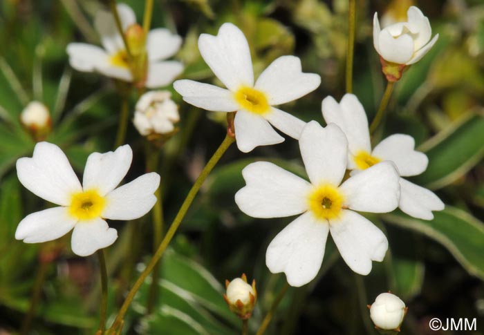 Androsace lactea