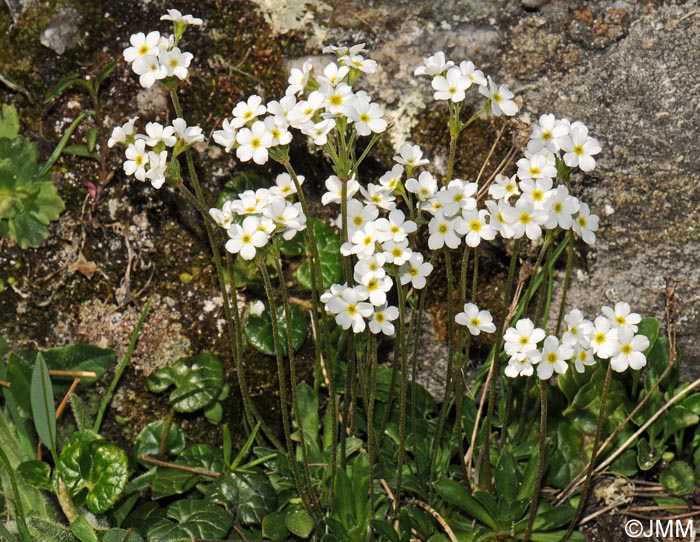 Androsace obtusifolia