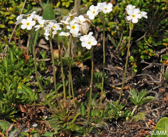 Androsace obtusifolia