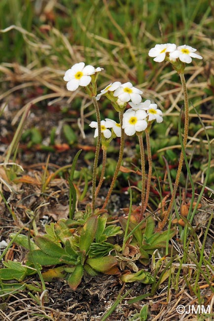 Androsace obtusifolia