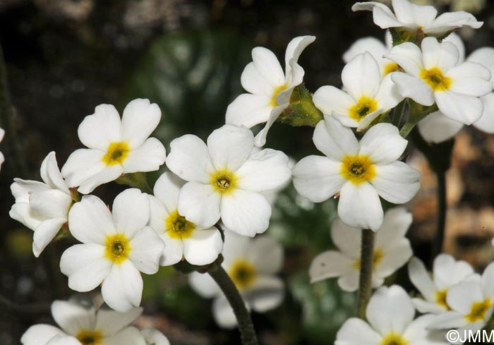 Androsace obtusifolia