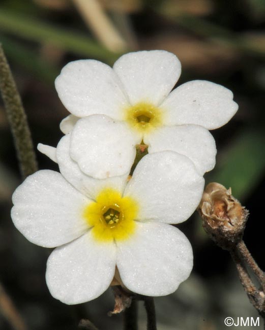 Androsace obtusifolia