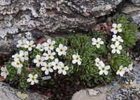 Androsace pubescens