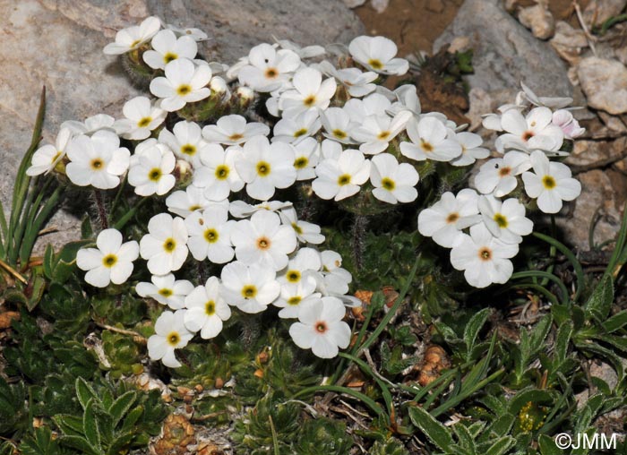 Androsace villosa