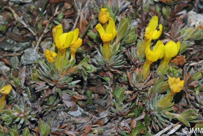 Androsace vitaliana subsp. cinerea