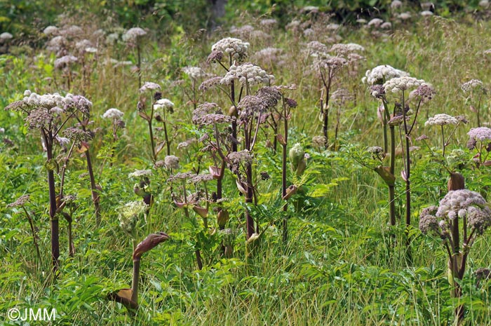 Angelica sylvestris subsp. sylvestris