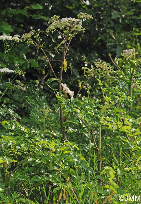 Angelica sylvestris subsp. sylvestris