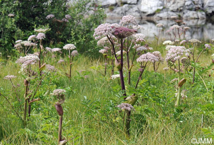 Angelica sylvestris subsp. sylvestris