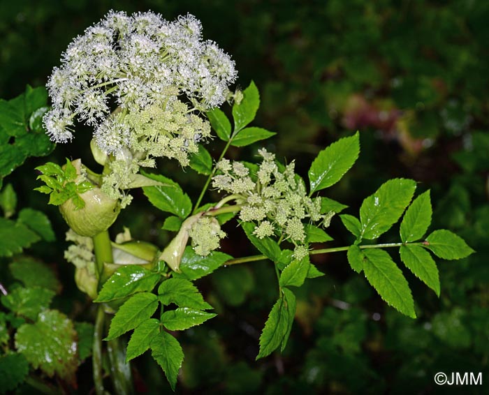 Angelica sylvestris subsp. bernardae