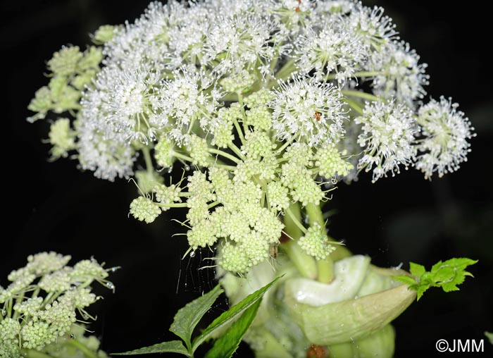 Angelica sylvestris subsp. bernardae