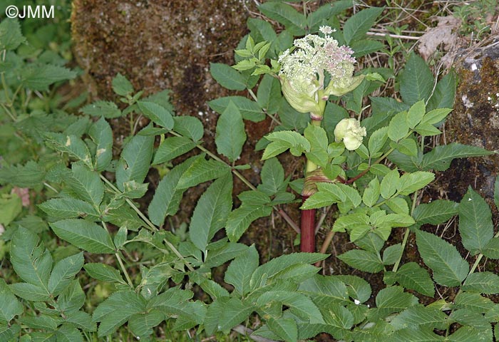 Angelica sylvestris subsp. bernardae