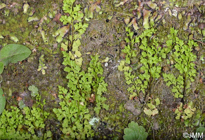 Anogramma leptophylla