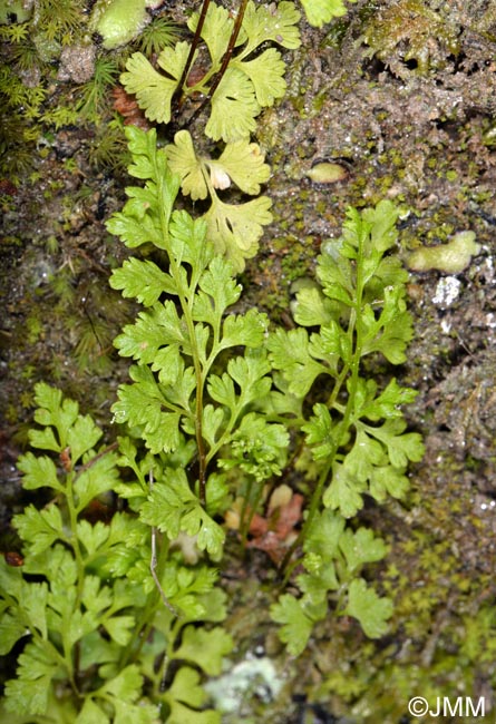 Anogramma leptophylla