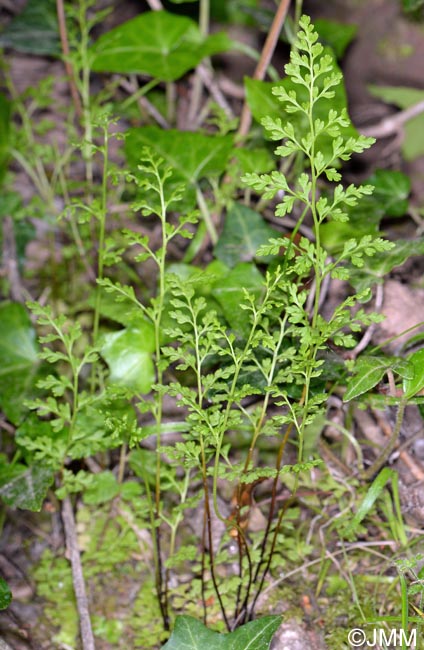 Anogramma leptophylla