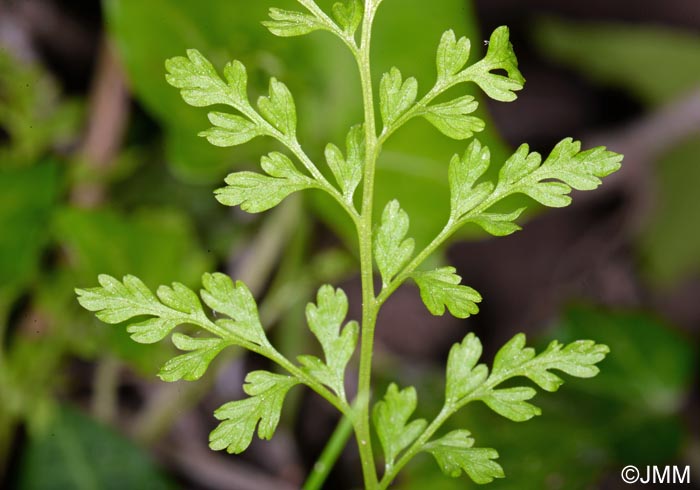 Anogramma leptophylla