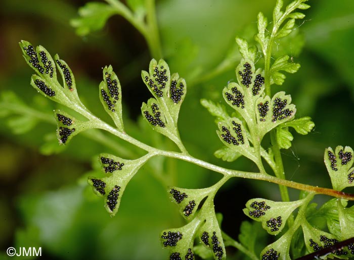 Anogramma leptophylla