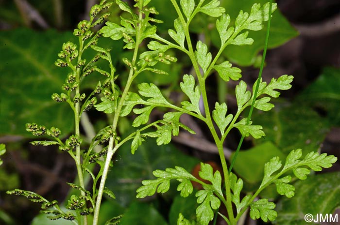 Anogramma leptophylla