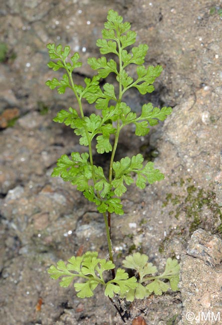 Anogramma leptophylla