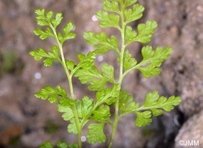 Anogramma leptophylla