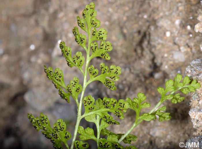 Anogramma leptophylla