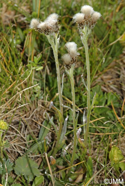 Antennaria carpatica subsp. helvetica