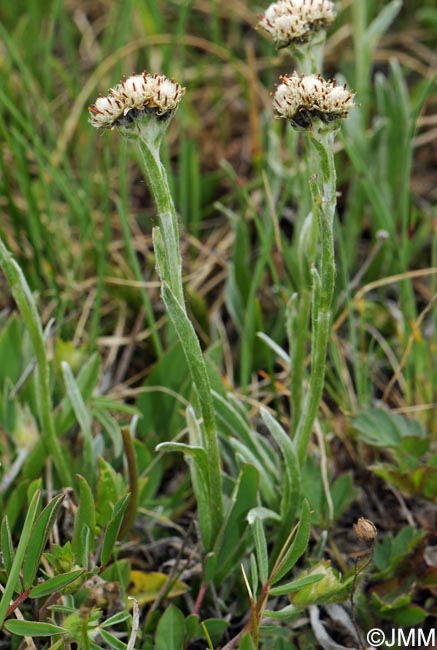 Antennaria carpatica subsp. helvetica